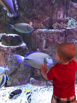 Thrifty Wife, Happy Life || 30 Kid friendly places in Las Vegas, Ethle M's Cactus Garden at Christmas time