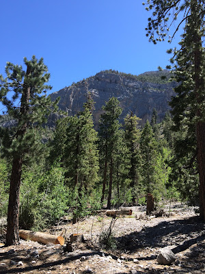 Thrifty Wife, Happy Life || 30 Kid friendly places in Las Vegas, Mt. Charleston